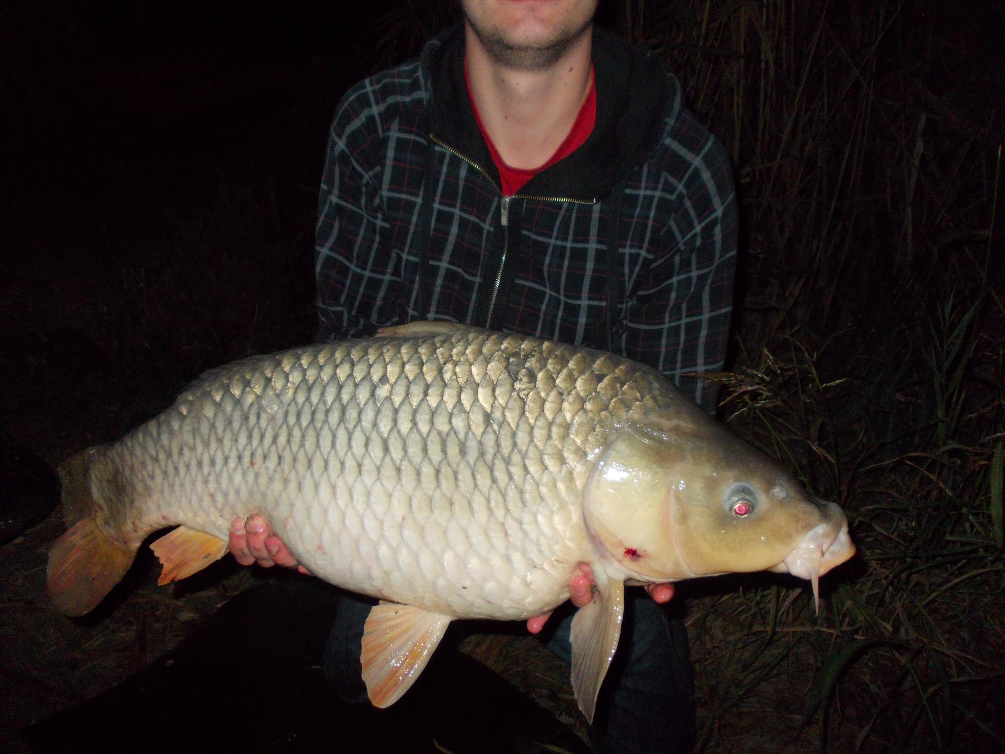 Carp mad - dscn200111.JPG